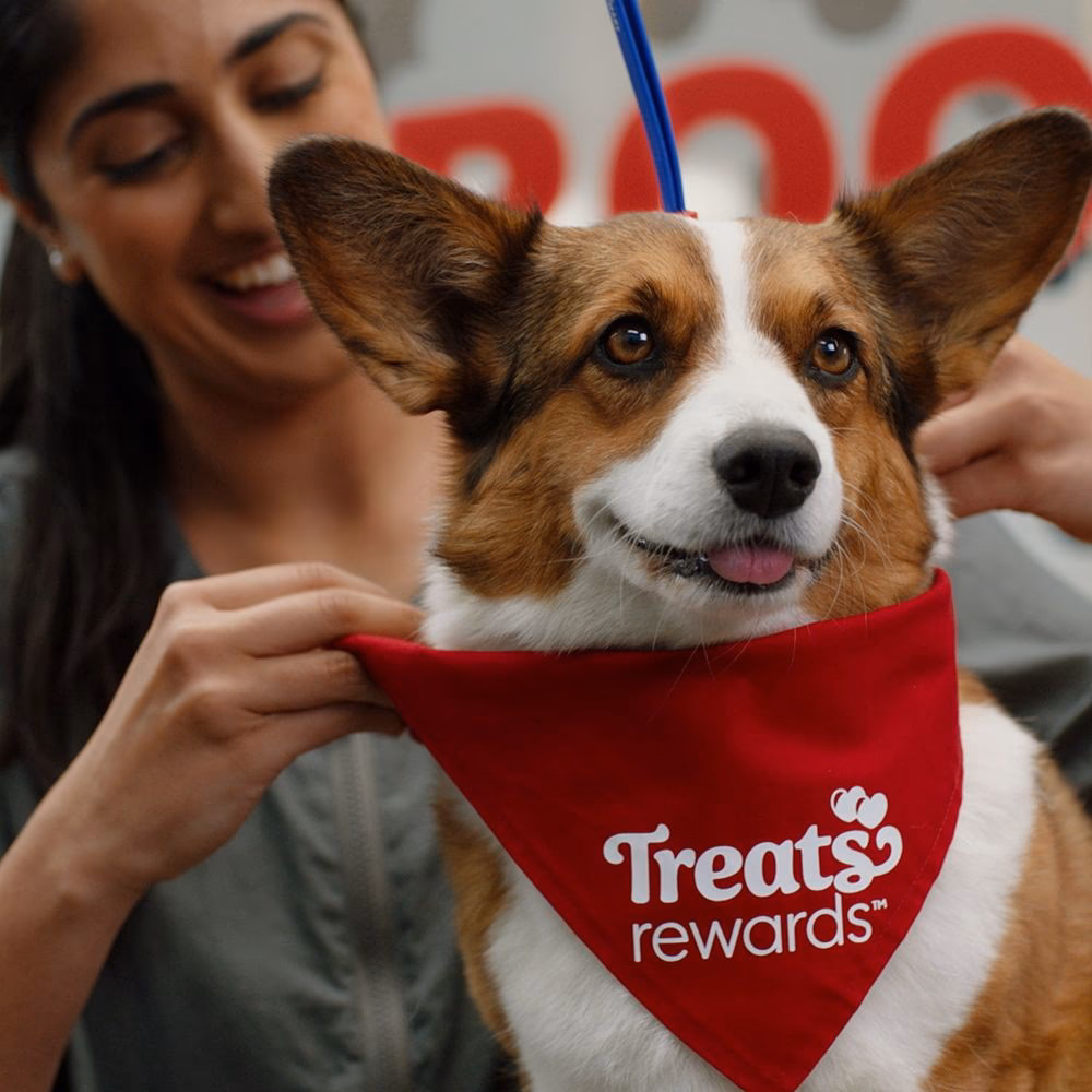 Does dogacademy offer online training courses?