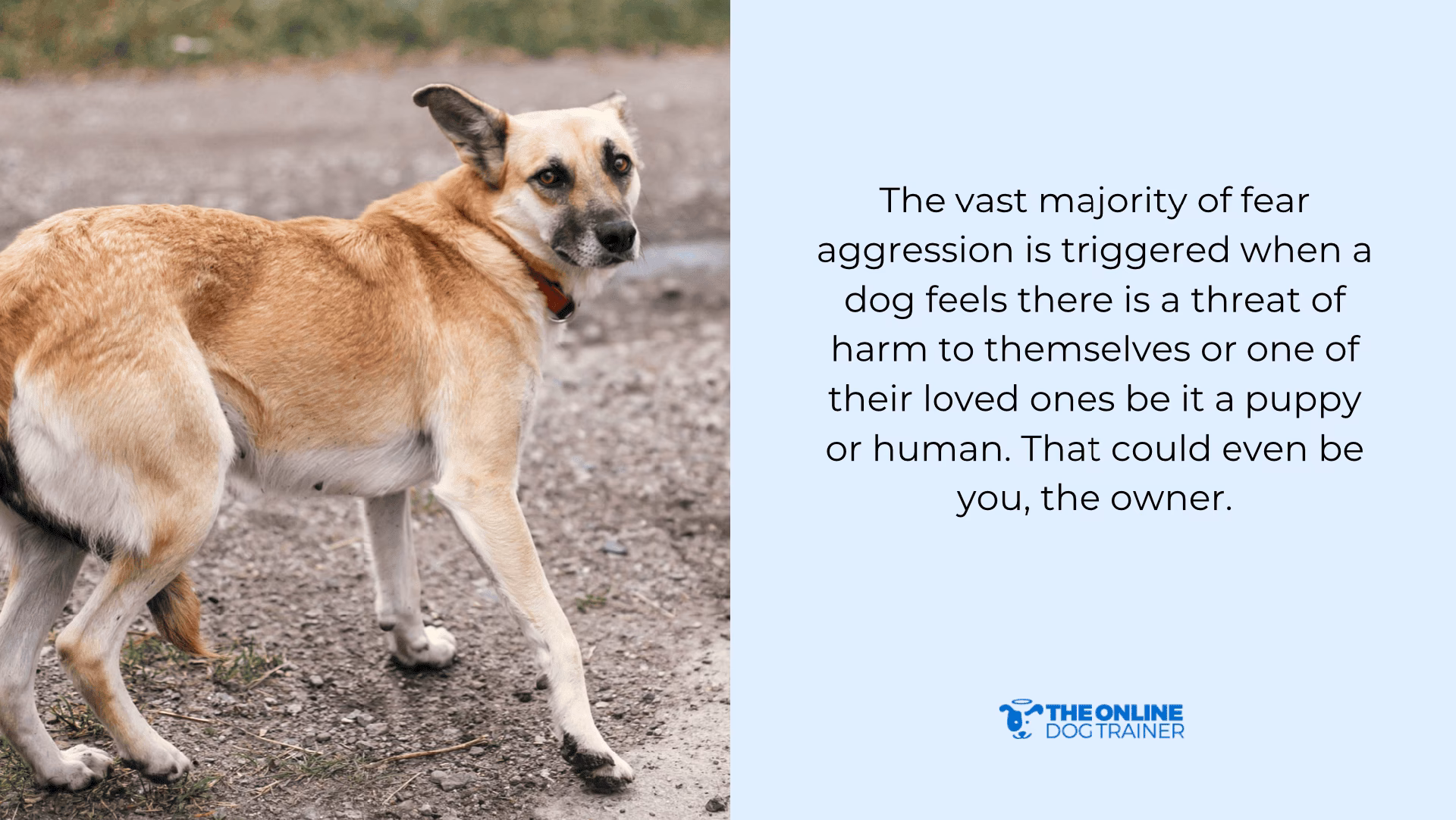 Can puppy fear become puppy aggression?