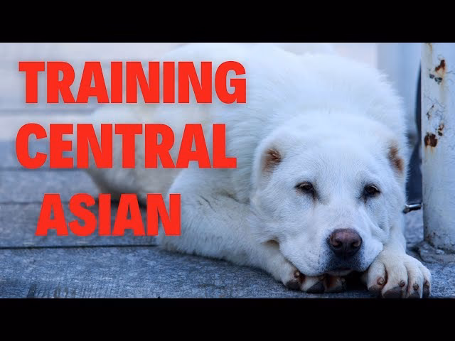 Are Alabai dogs smart?