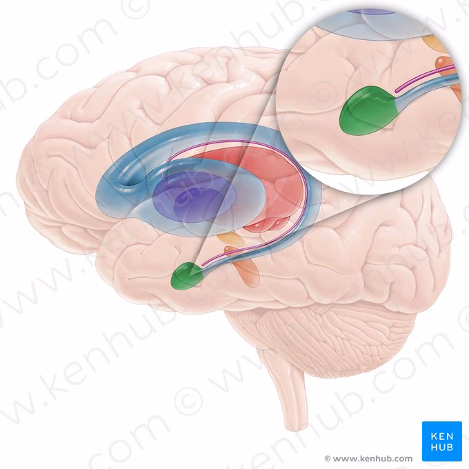 How many nuclei are in the amygdaloid body?