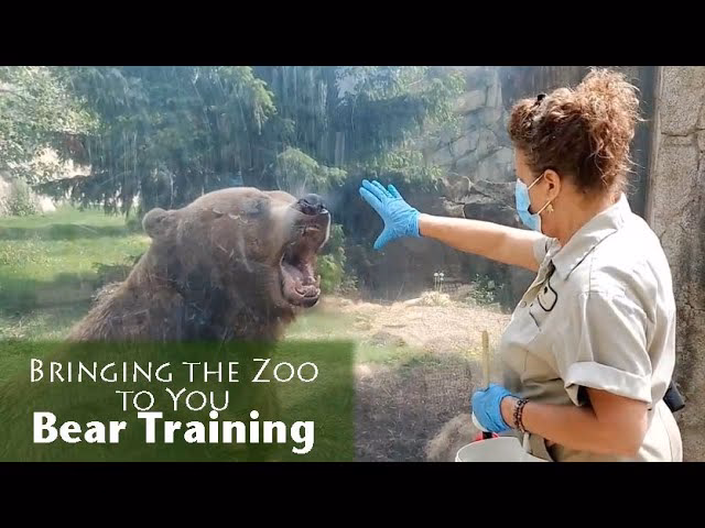 What is a bear movement?