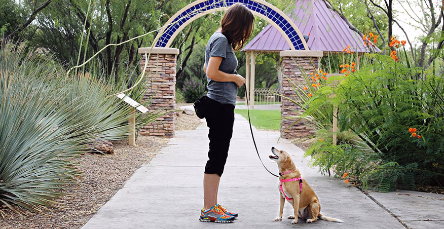 Who is the best dog training company?