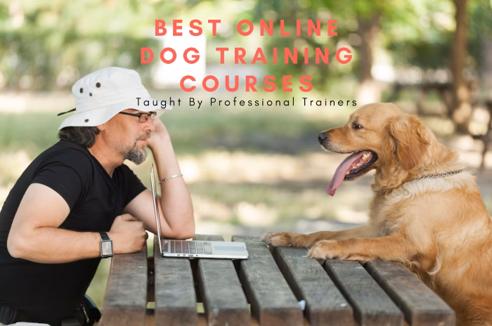 Are online dog training classes reputable?