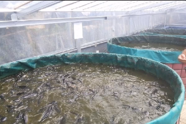 What is biofloc fish farming materials system?