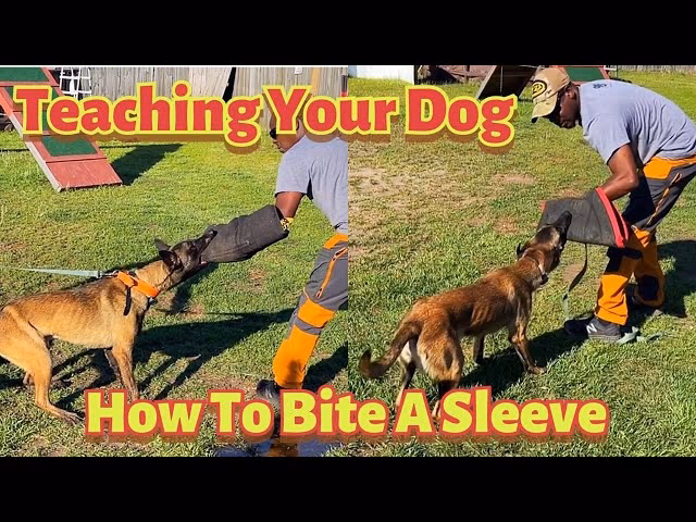 How do you train a dog not to bite?