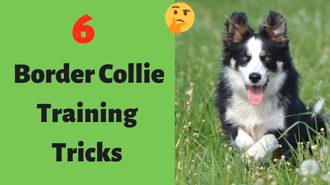 How to train a Border Collie if he is bored?