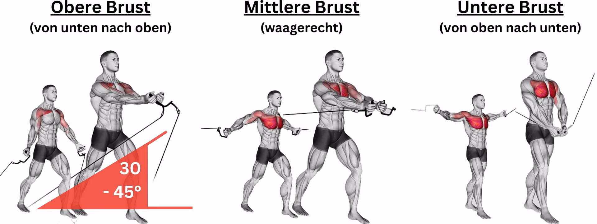 Wie wirkt sich regelmäßiges Training auf die Brust aus?