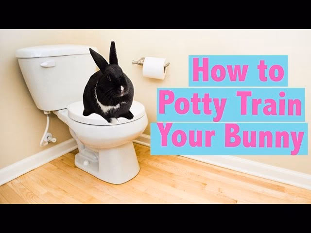 Can rabbits be trained?