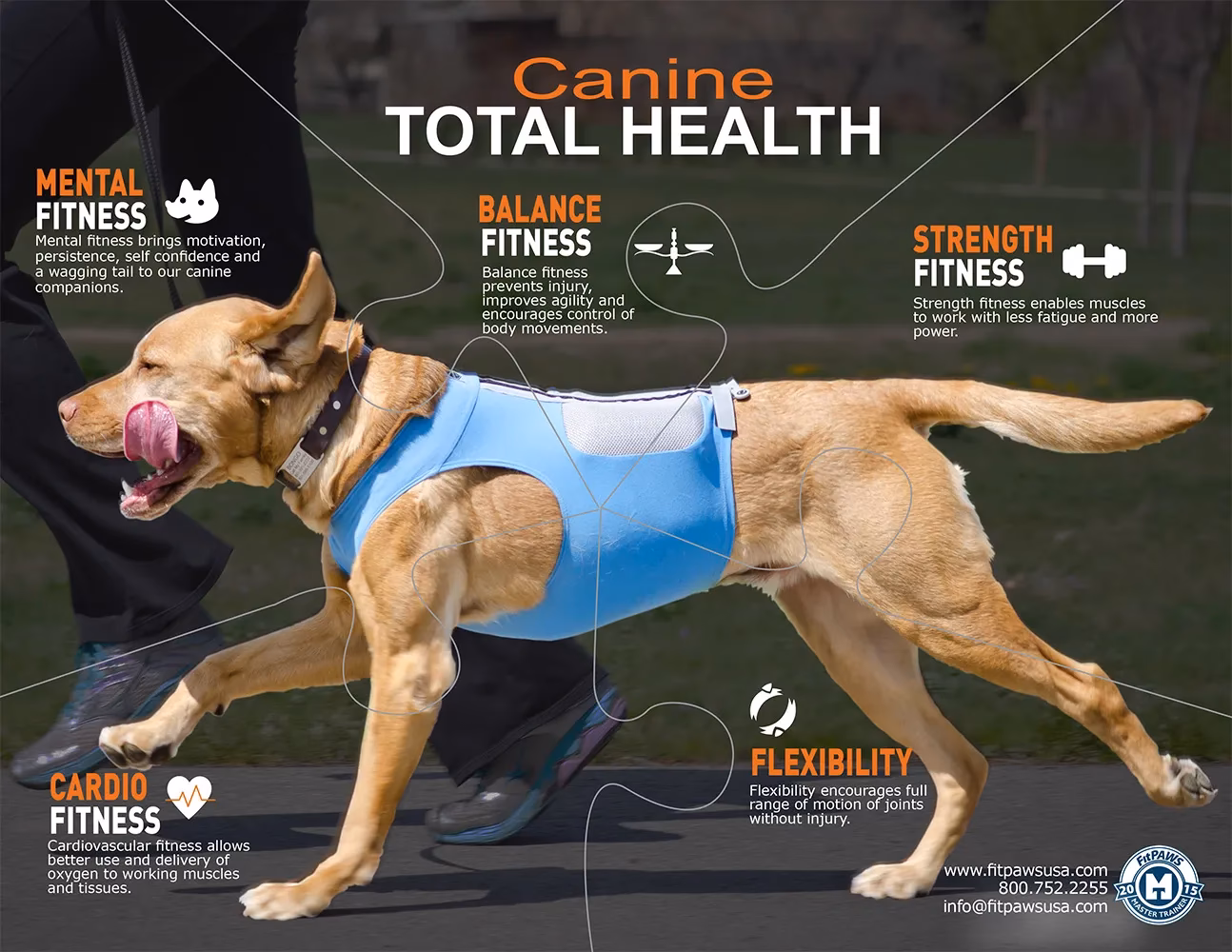 How does a canine workout work?