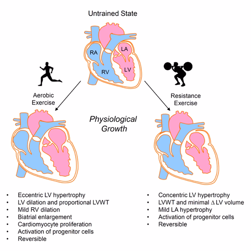 Does endurance training improve cardiovascular adaptations?
