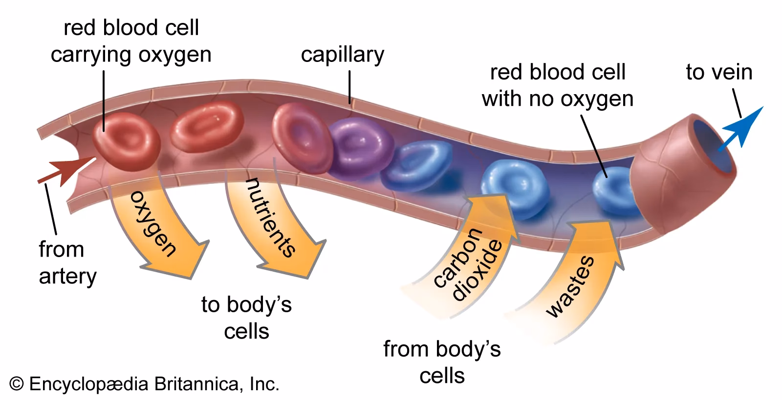 Is microvascular injury associated with myocardial injury in patients without epicardial artery disease?