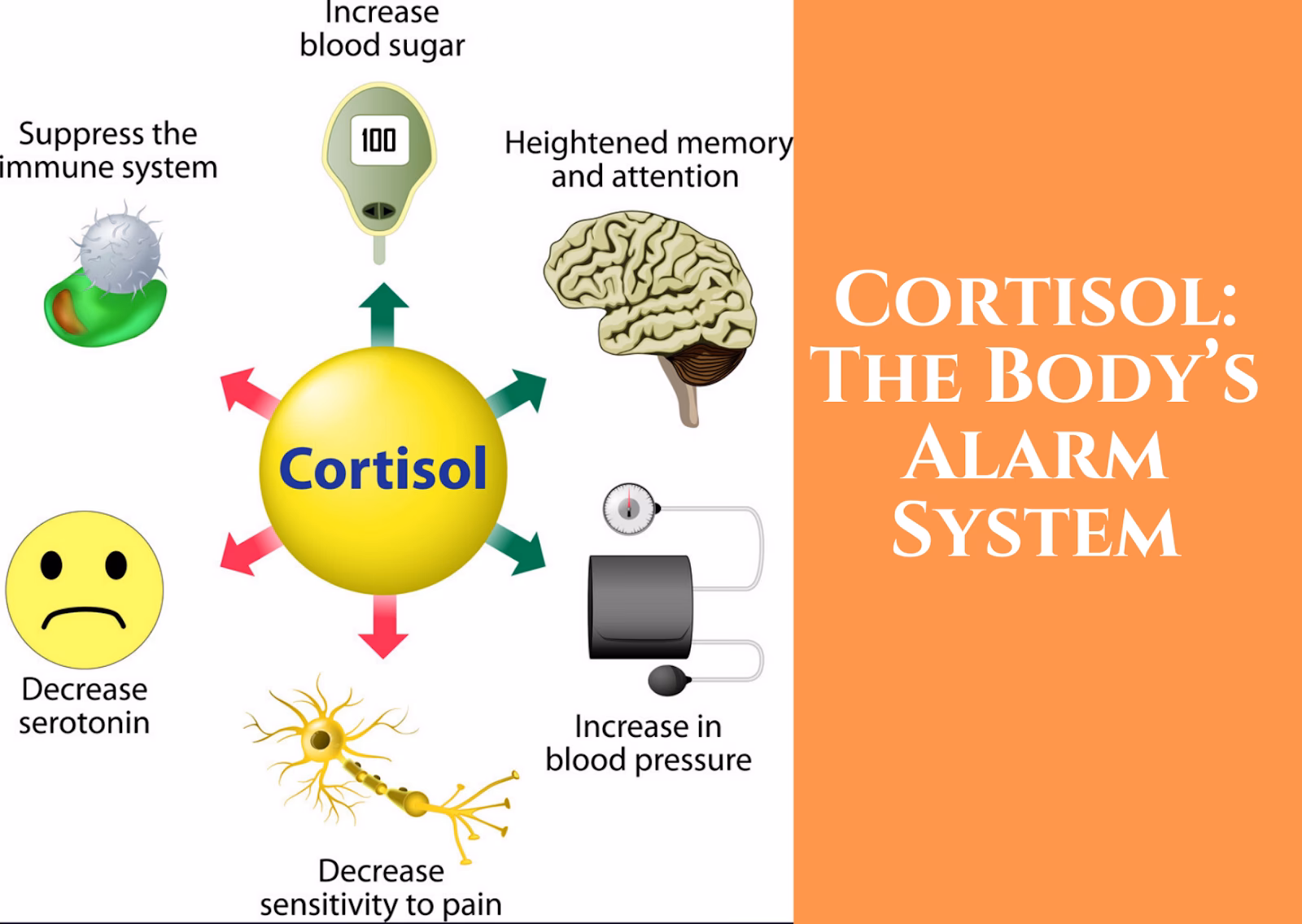 Is morning cortisol a cardiovascular risk factor?