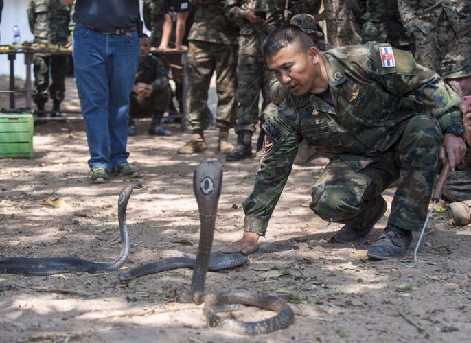 How does a Cobra consultation & training program work?