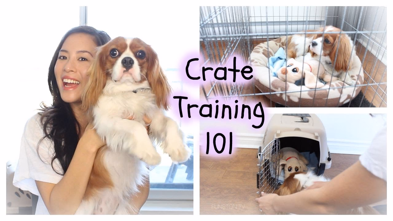 How do you crate a Cavalier?