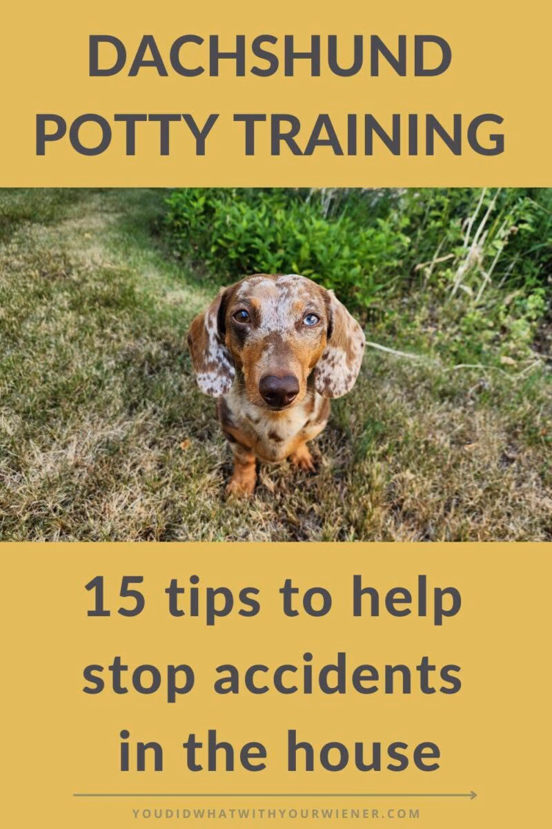 How to crate train a dachshund puppy?