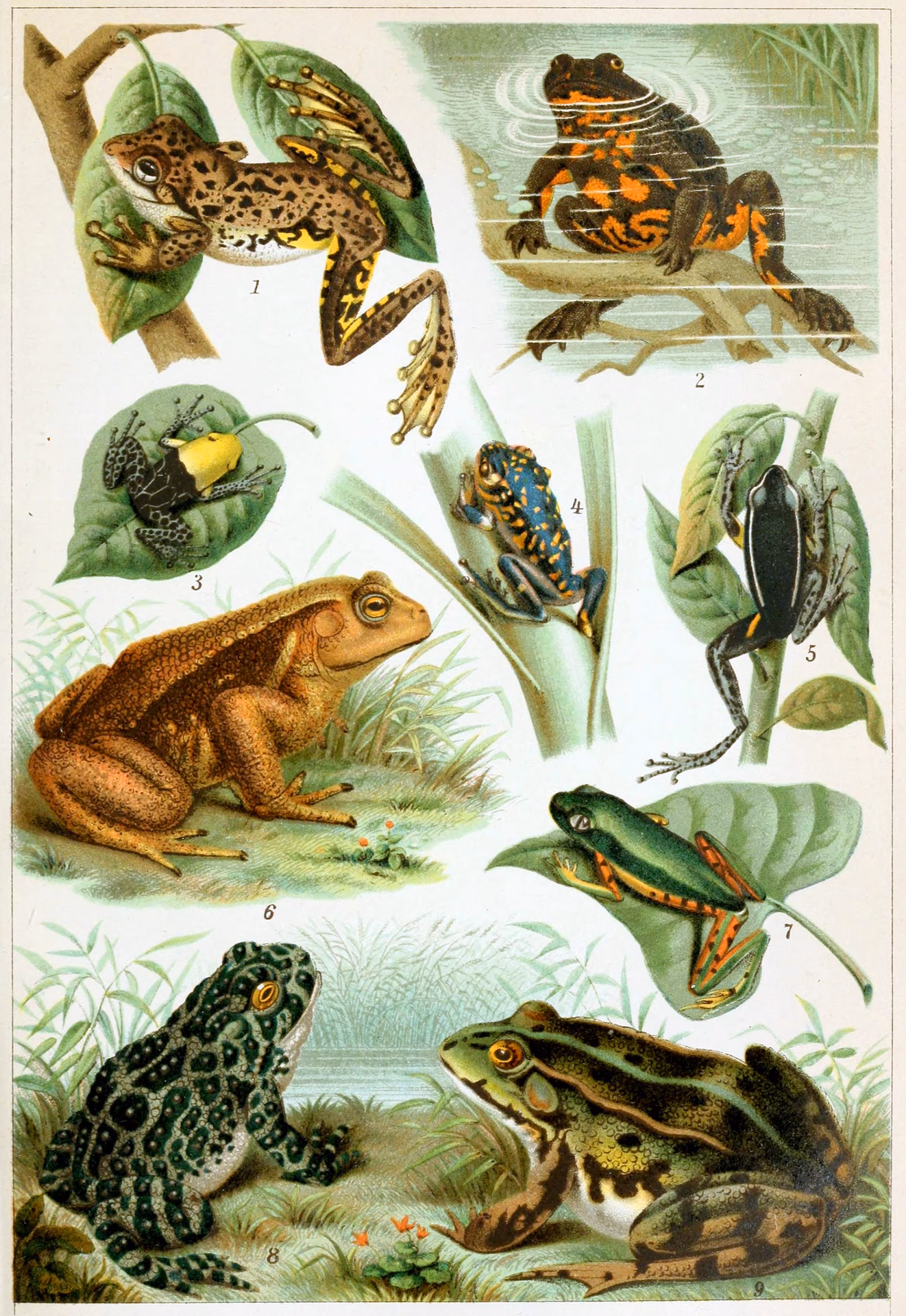Are frogs better than toads?