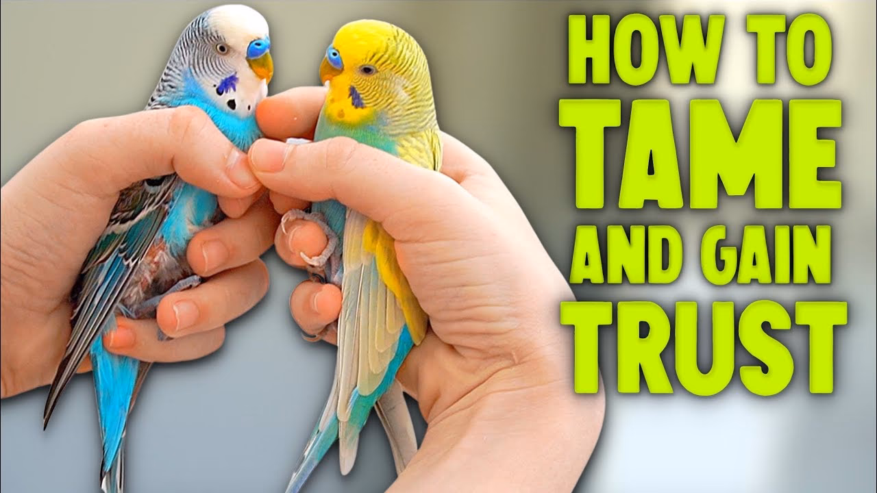 What is positive reinforcement for parakeets?