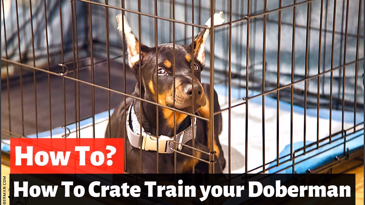 Does Doberman puppy training include housebreaking?