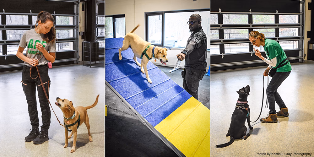 How do you train a Doberman puppy?