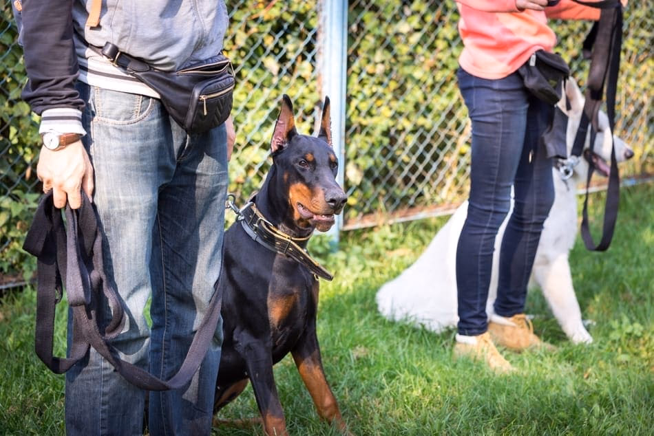 How long does it take to train a Doberman?
