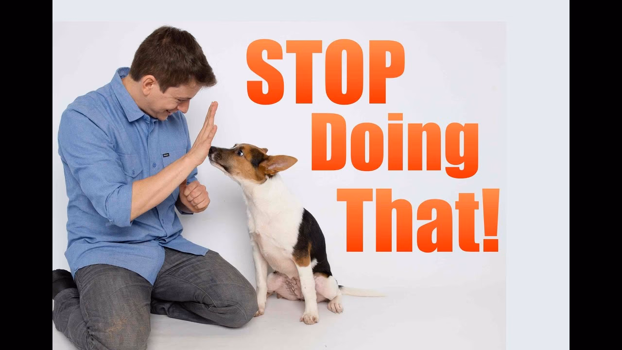 How do you stop a dog from learning bad behavior?