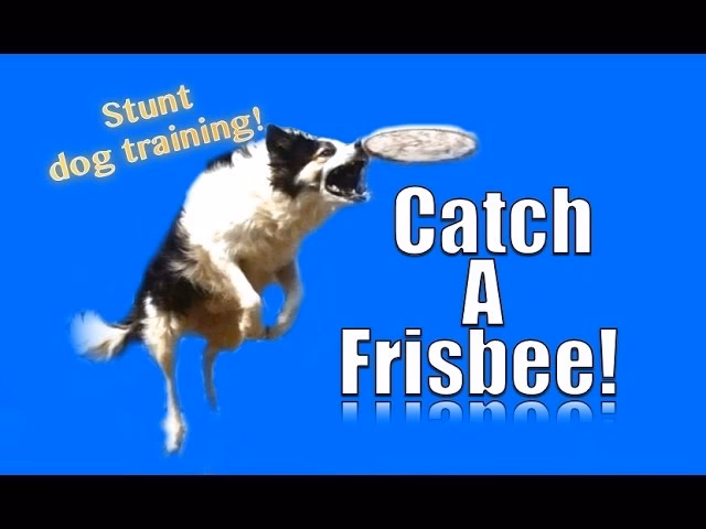 How long does it take a dog to catch a frisbee?