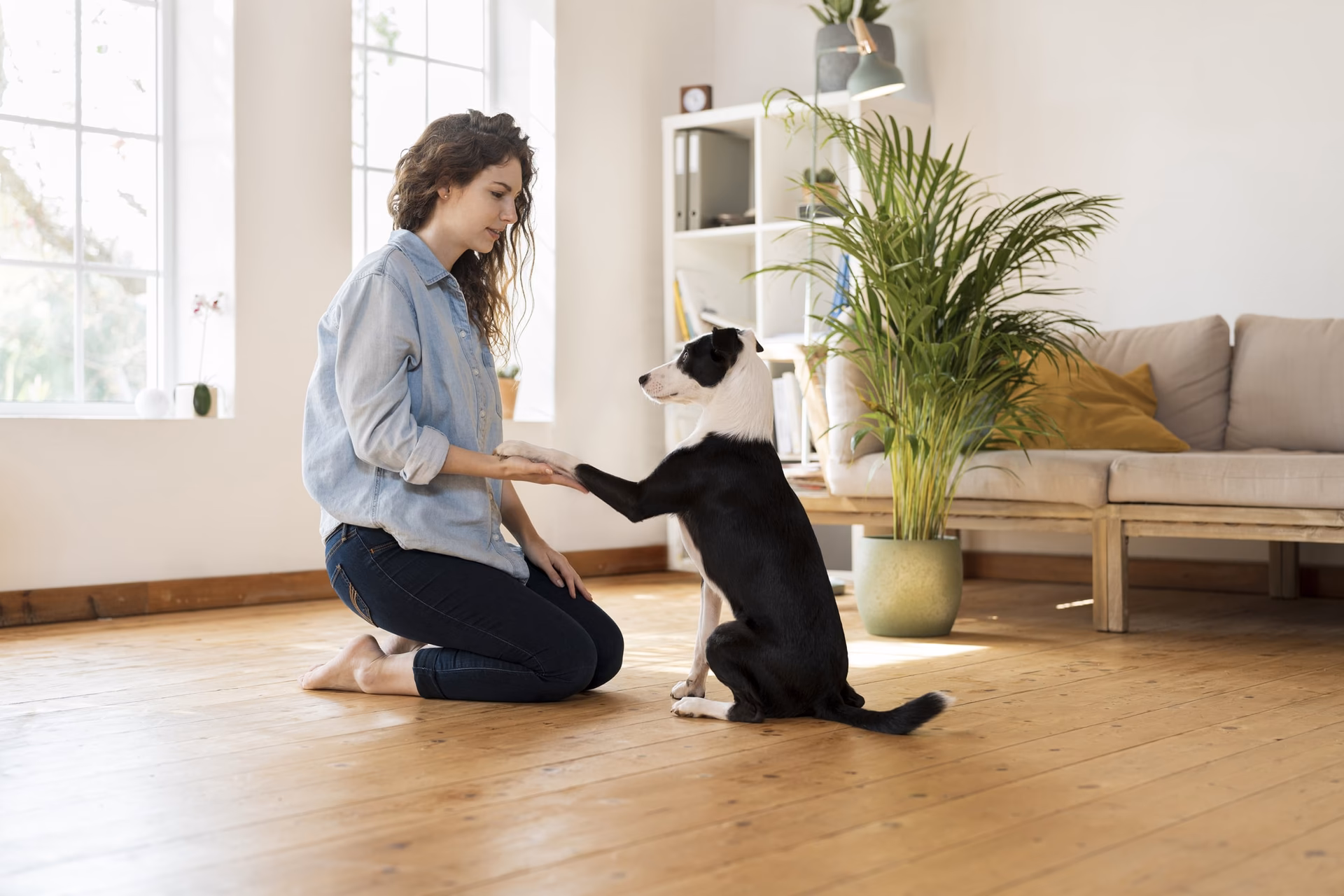 Is dog obedience training at home essential?