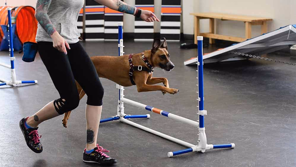 Who is every dog behavior & training?