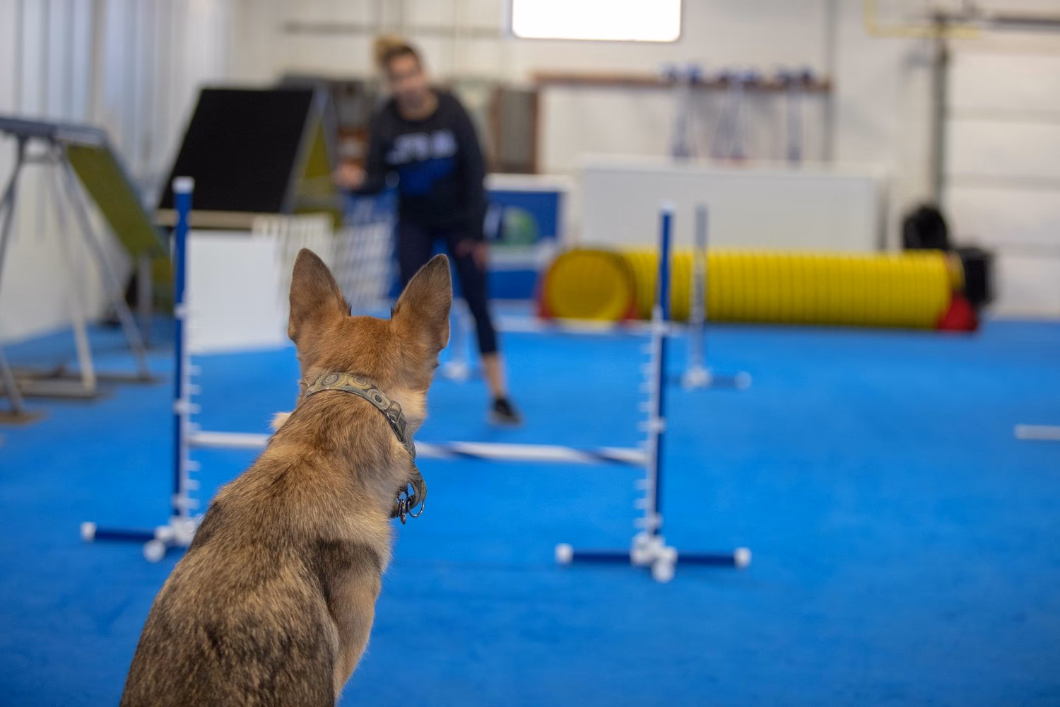 Who is Off-Leash K9 training?