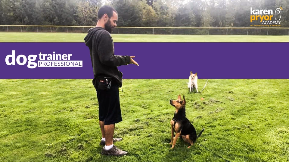 What is home puppy classes Adelaide?