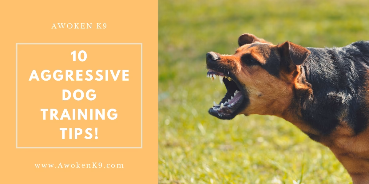 Can a dog trainer help with a dog's aggression?