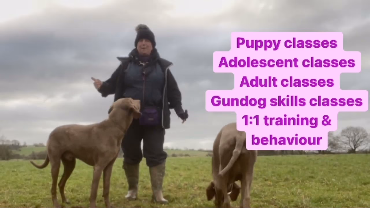 Why is puppy training important?