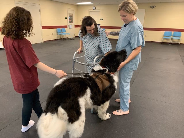 Are starbarks a good dog trainer?