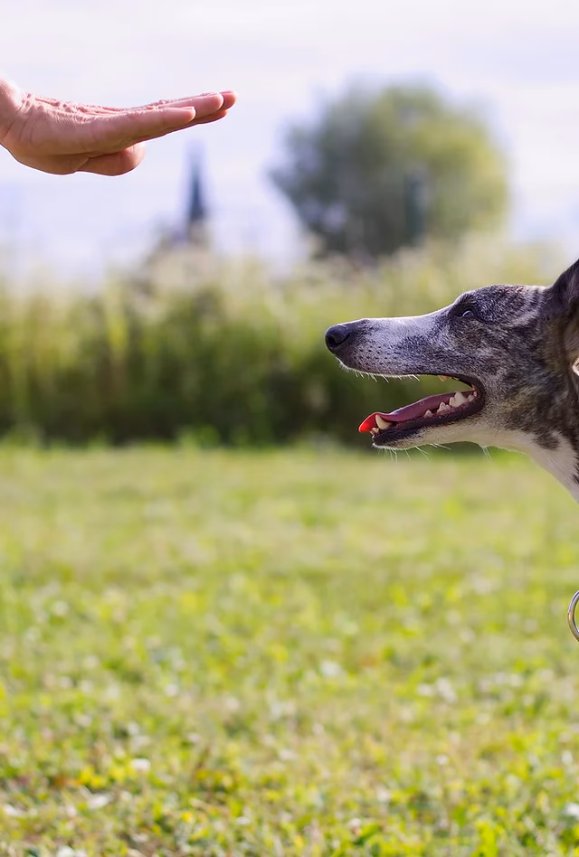 Who should take a dog training course?