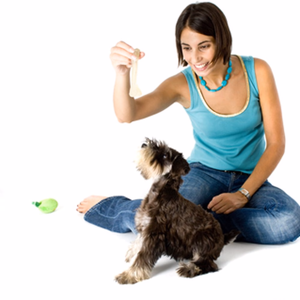 How can I help my dog reactivity & obedience training?