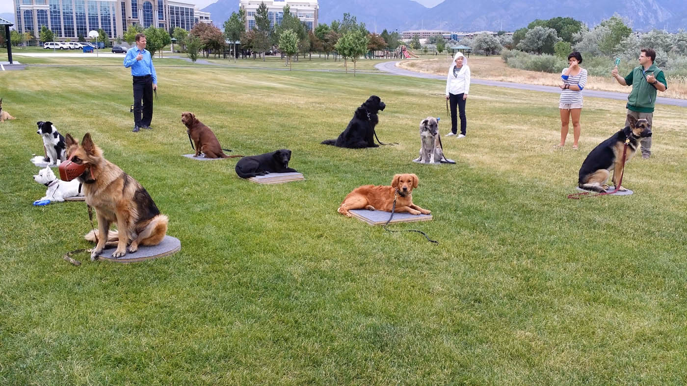 Where can I train my dog in Arizona?