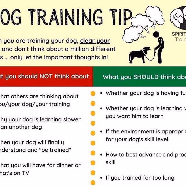 What is a dog trainer school?