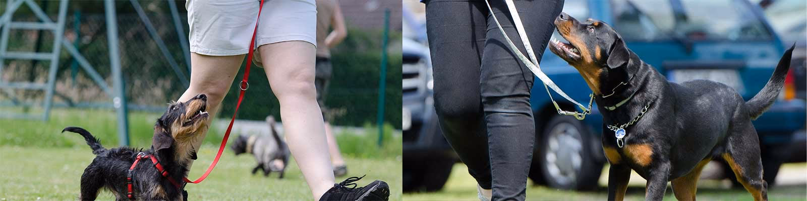 Who is the best dog trainer in Oregon?