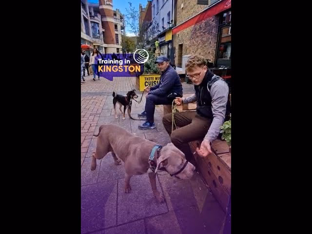 Who is dog training in Kingston?