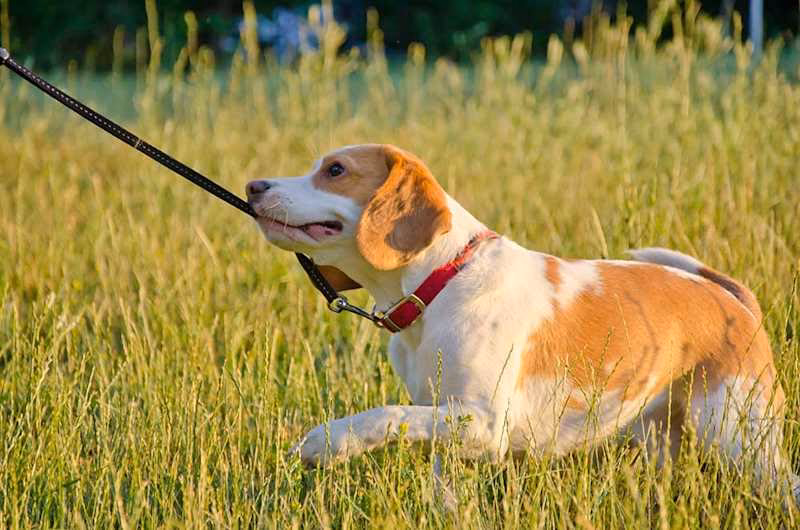 Should you walk a dog if he pulls a leash?