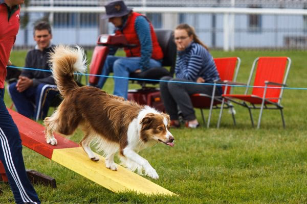 Who are Glen-Craig canine training?