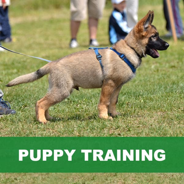 Who trains dogs & puppies with goodog on the Northern Beaches?