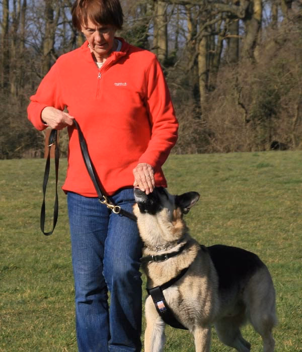 Why should I train my dog?