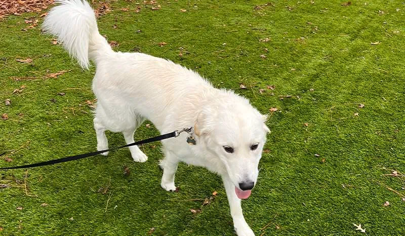 What is the Academy of modern canine behaviour & training?