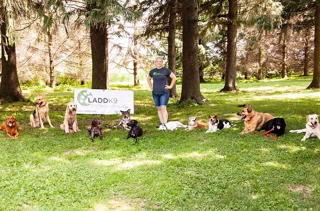 Where can I train a gun dog?