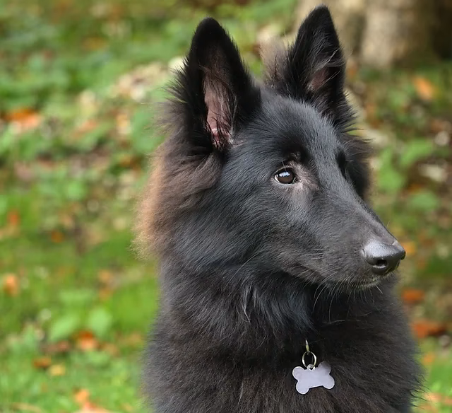 Who is canine coaching Ireland?