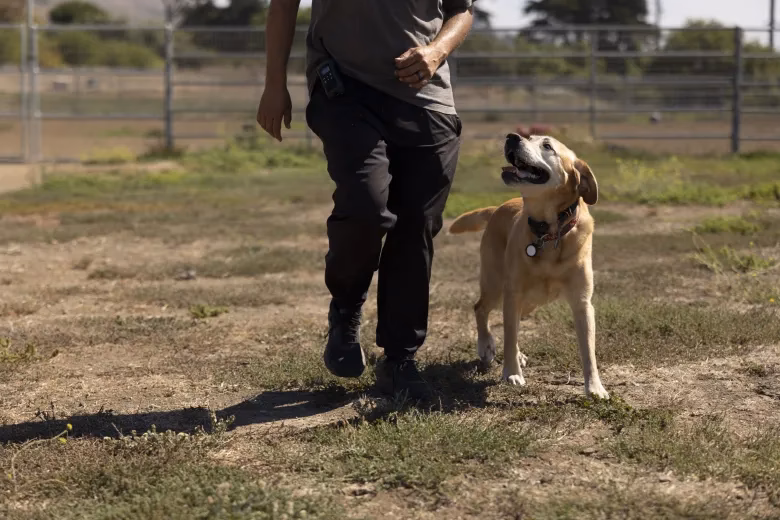 When did Nathan Woods start dog training?