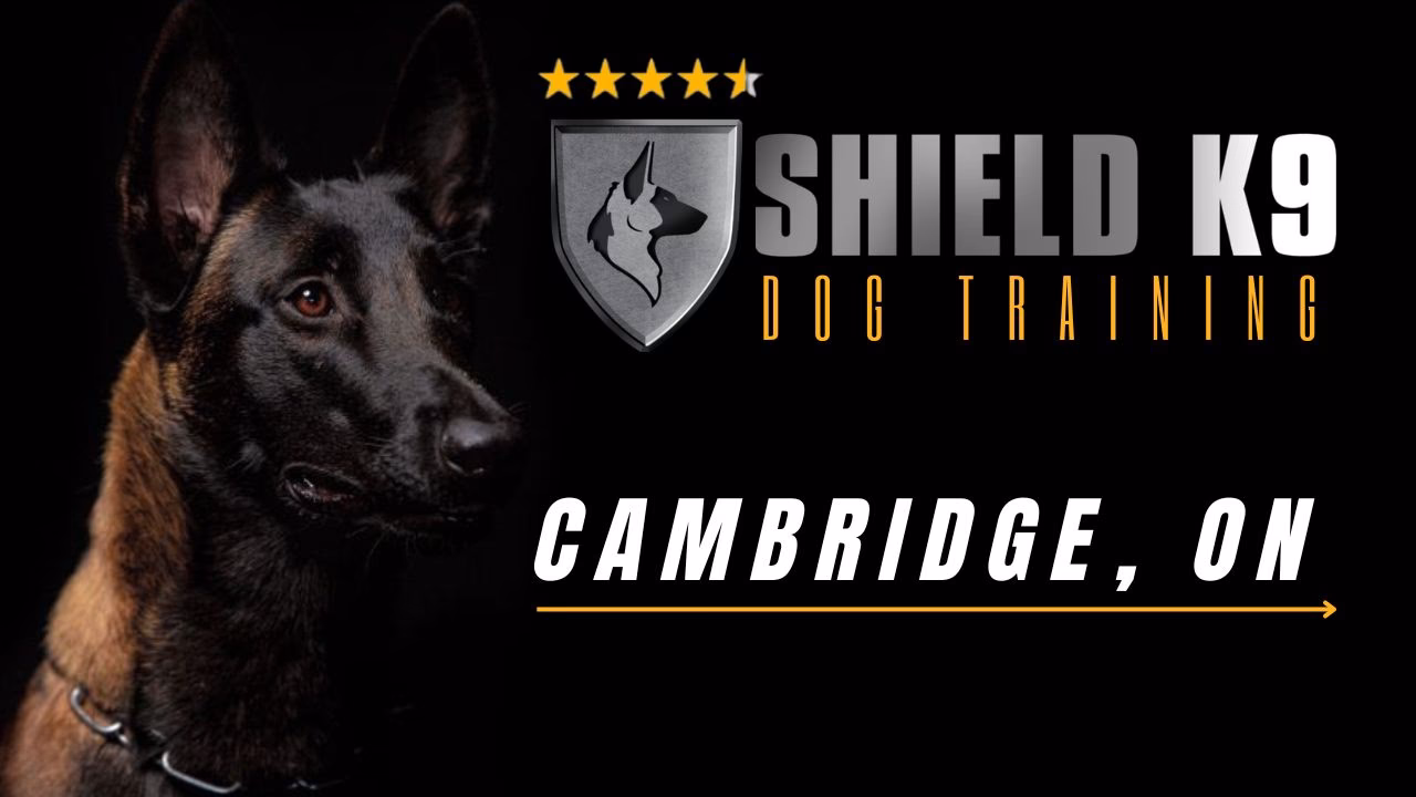 Can a dog be trained at home?