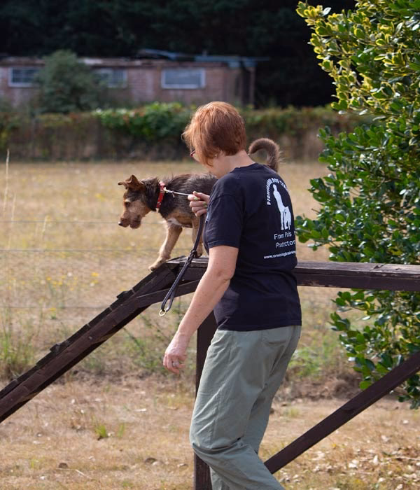 Who is little dragon Norwich?