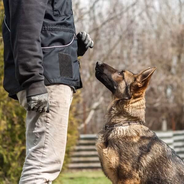 Why should you Train Your Dog regularly?